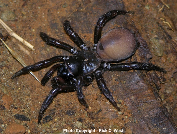 Photo of Antrodiaetus pacificus by <a href="www.birdspiders.com">Rick C. West</a>